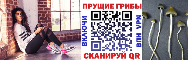 Галлюциногенные грибы Psilocybe Алзамай